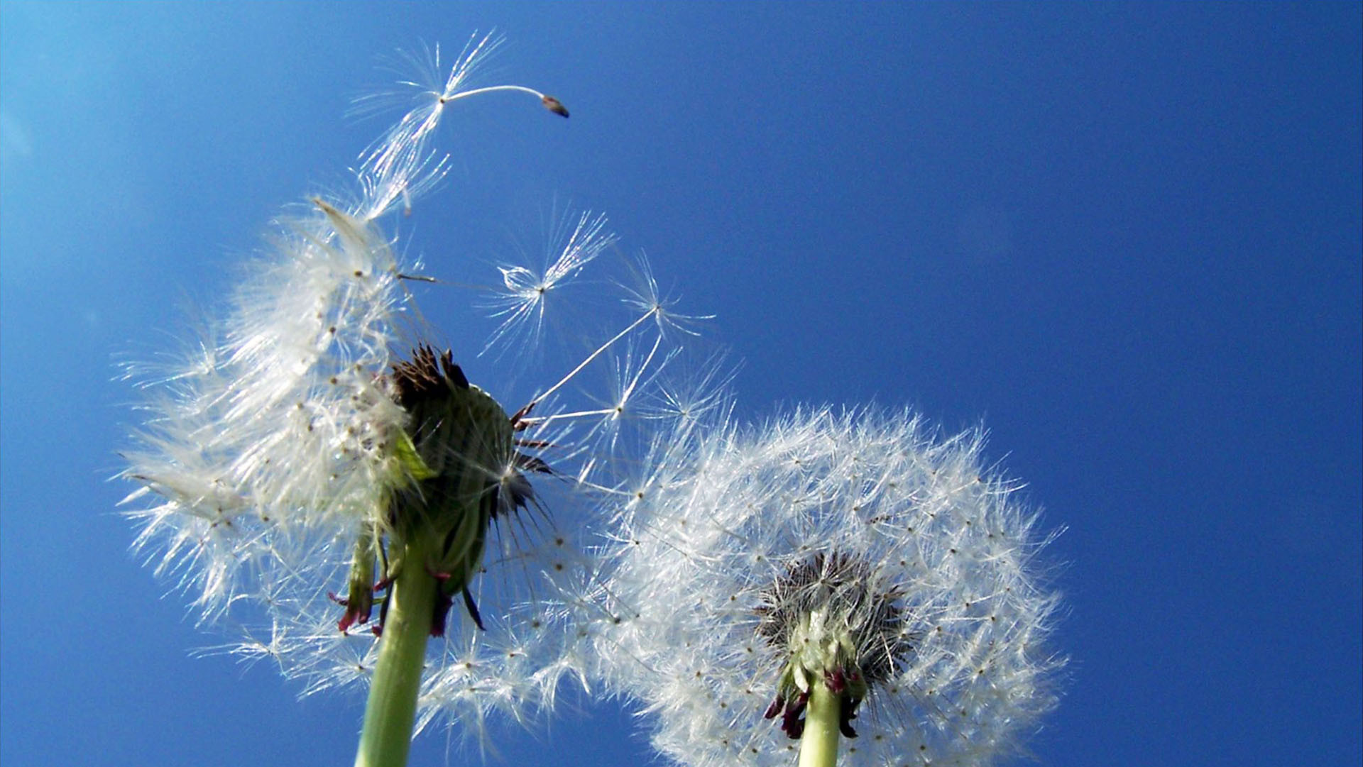 "Le vent souffle où il veut..."(Jn 3,8) (Photo: Flickr/Martino!/CC BY 2.0)