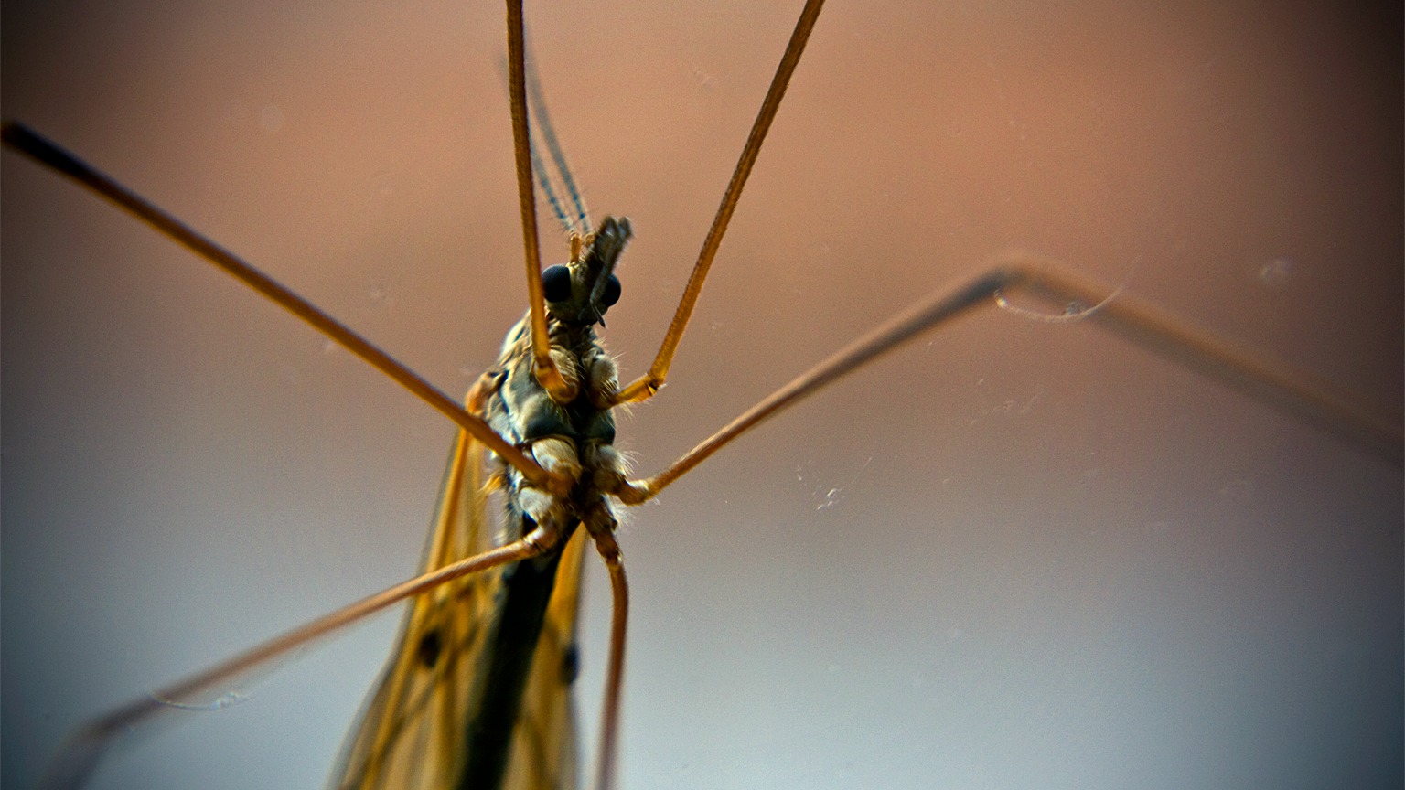 Les moustiques africains font très peur au pape François (Photo:Angelo Domini/Flickr/CC BY-NC-ND 2.0)