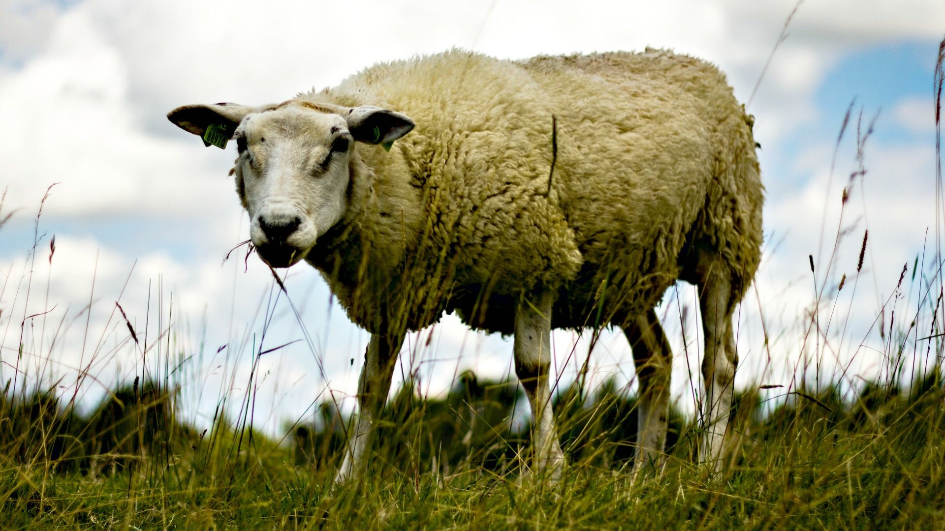 En Suisse, il est interdit d'égorger des animaux sans les avoir étourdis auparavant (Photo d'illustration: Lennart Tange/Flickr/CC BY 2.0)