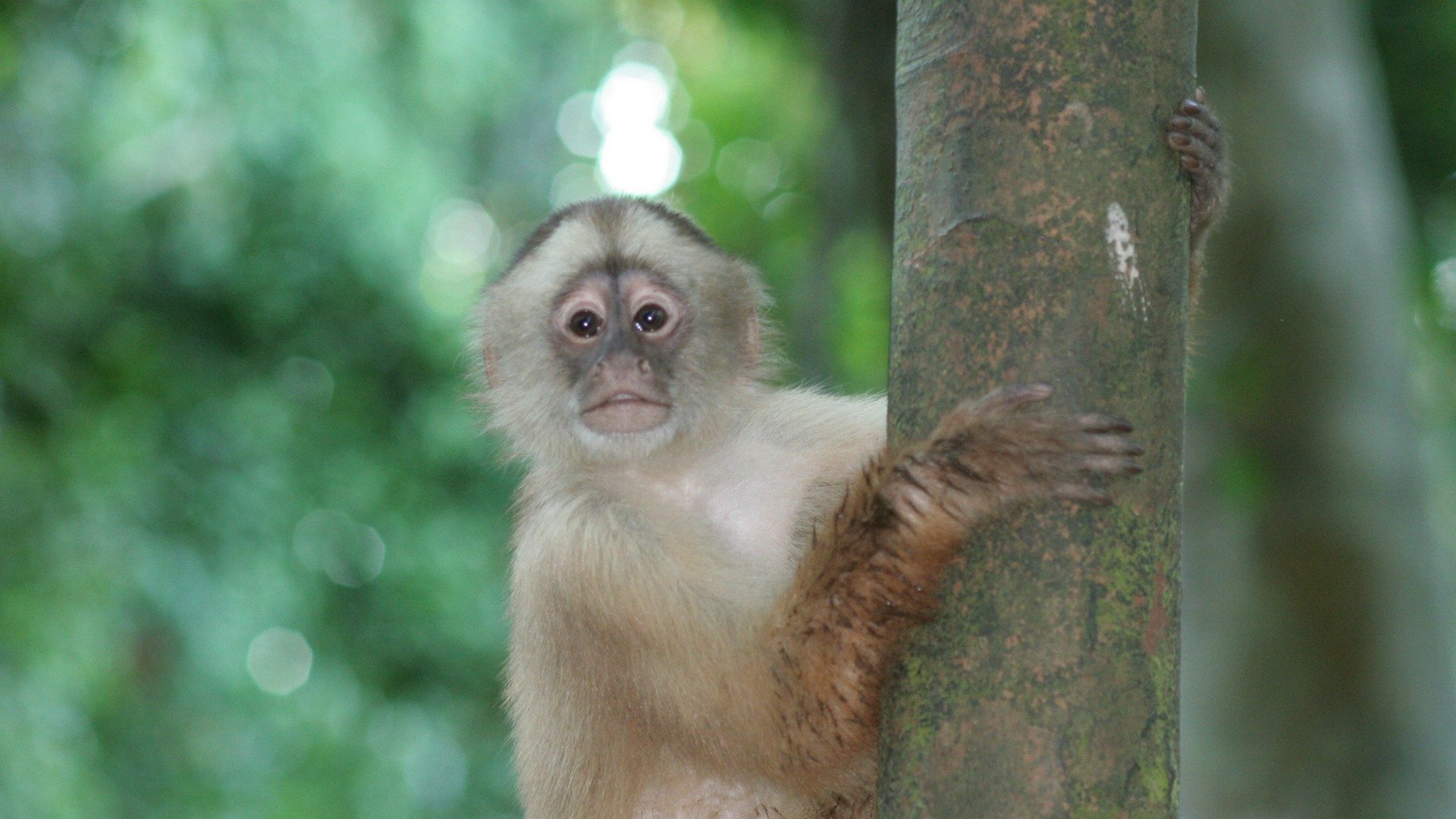 La forêt "pape François" abrite une grande biodiversité (Photo:USDA/Flickr/CC BY 2.0)