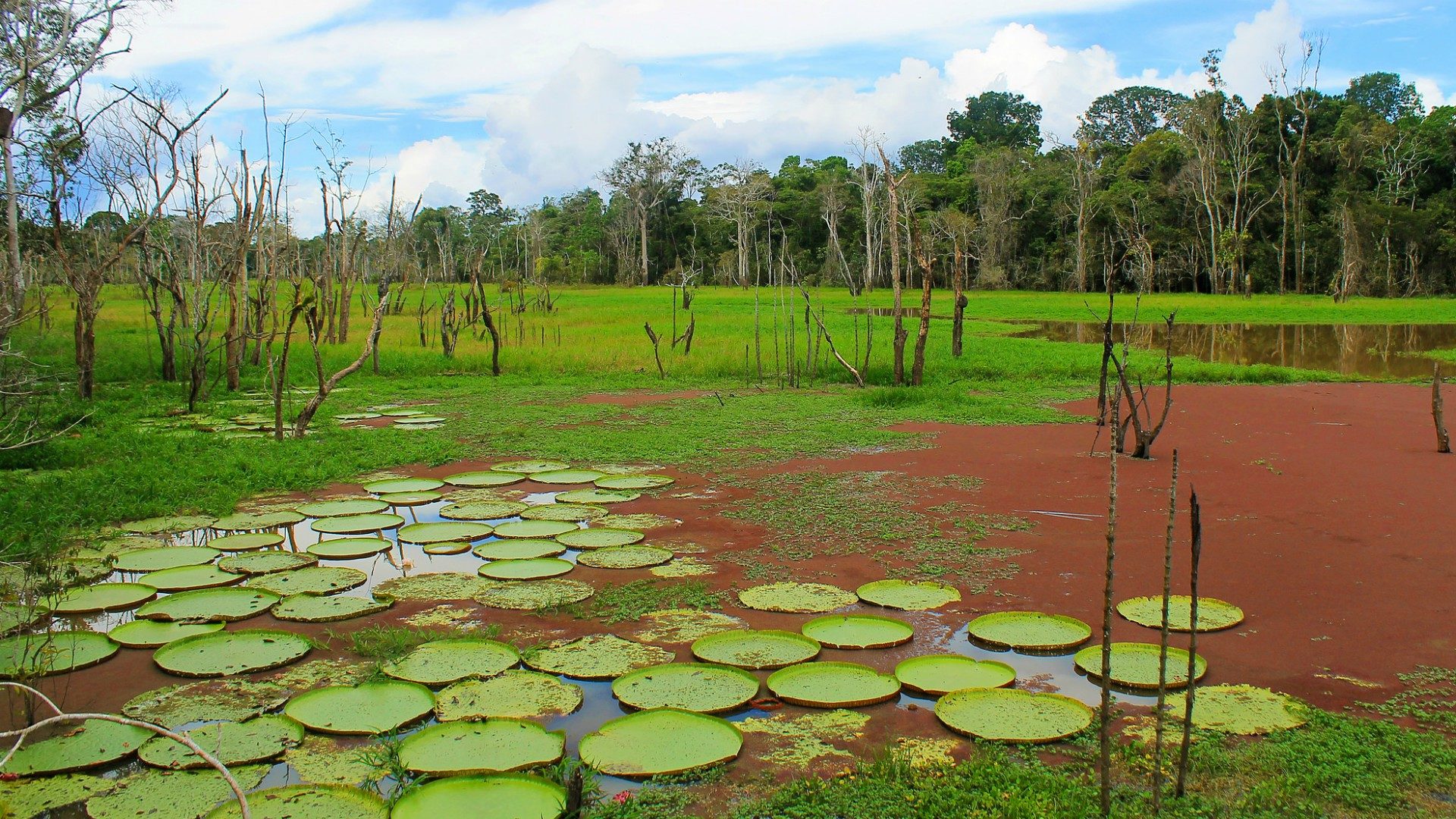 Le synode de 2019 réunira toute la région pan-amazonienne | © Vaquerofrancis/Flickr/CC BY-NC-ND 2.0)