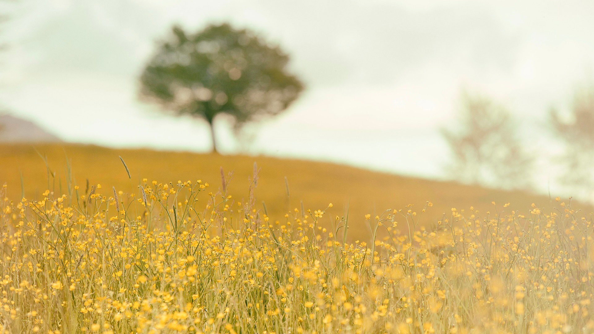 Olivier Poquillon: Laudato Si’ appelle à une véritable conversion écologique | © Pixabay