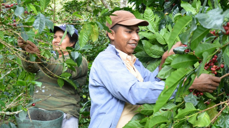 Membres de l'association colombienne Atucsara travaillant dans une  plantation de café | © AdC 