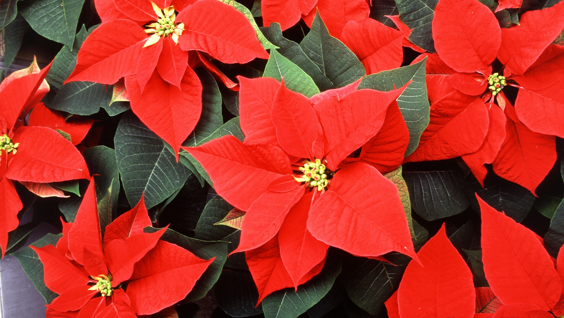 Le poinsettia est devenu une des traditions de Noël | © flickr  Scott Bauer CC-BY-SA 2.0