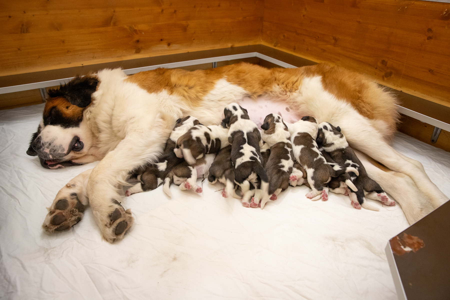 La Fondation Barry fête ses 20 ans en janvier 2025. 16 chiots Saint-Bernard sont nés fin décembre 2024 | © Déborah Dini – Fondation Barry